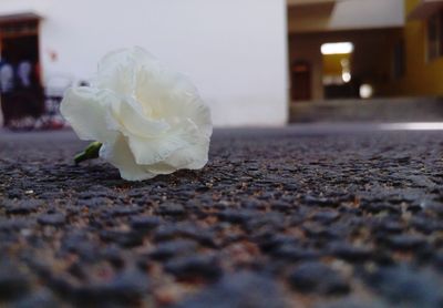 Close-up of white rose on street