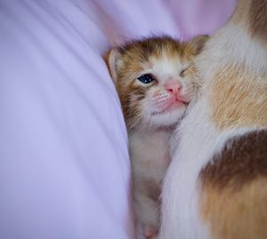 Close-up of cat on bed