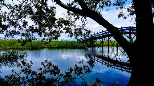 Reflection of trees on river