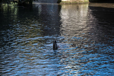 High angle view of bird swimming in lake