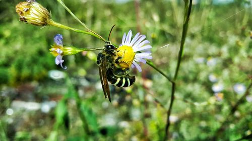 Close-up of insect on flower