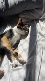 High angle view of cat relaxing on bed