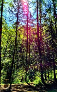 Trees in forest