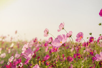 Low angle view of pink flowers blooming against sky