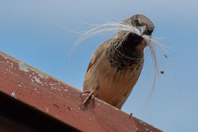 Low angle view of passerine on railing