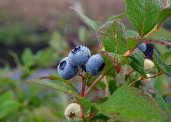 Blueberry field, close-up view of juicy blueberry berries, harvest time, autumn time