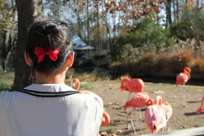 Rear view of woman looking at flamingoes on field