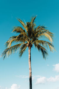 Low angle view of coconut palm tree against blue sky