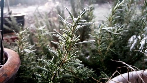 Close-up of plants