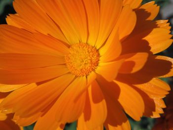 Close-up of orange flower