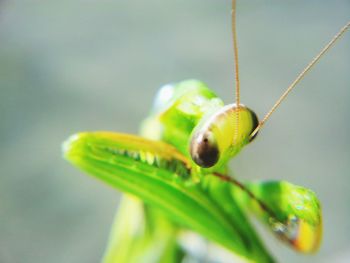 Close-up of praying mantis