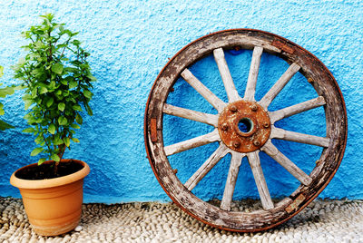 plant