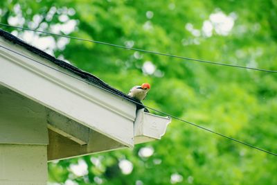 Low angle view of bird perching on cable