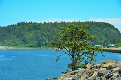 Tree by sea against clear sky