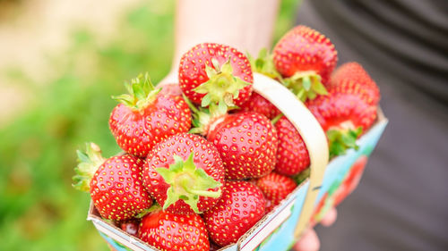 Hand holding basket with pile of red strawberries at farm