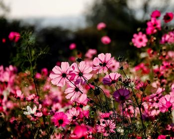 Close-up of pink flowering plants