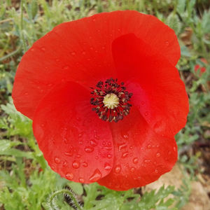 Close-up of red poppy flower