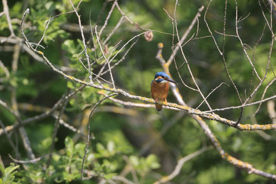 Bird perching on branch