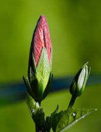 Close-up of flower bud growing outdoors