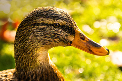 Close-up of a duck