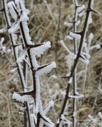 Close-up of frozen branch