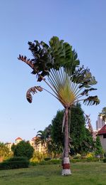 Palm tree in park against sky