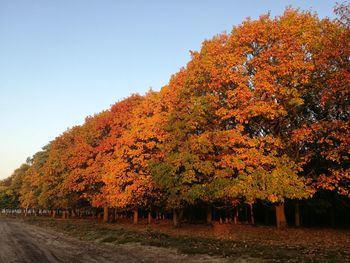 Autumn trees against clear sky