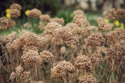 Close-up of flowering plants