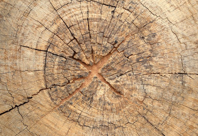 Full frame shot of tree stump