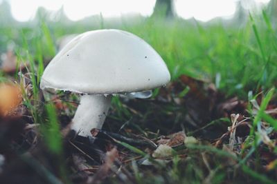 Close-up of mushroom growing on field