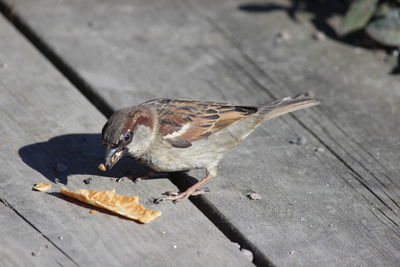 High angle view of bird feeding on wood