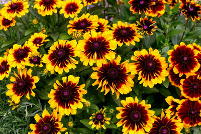 Close-up of yellow flowering plants