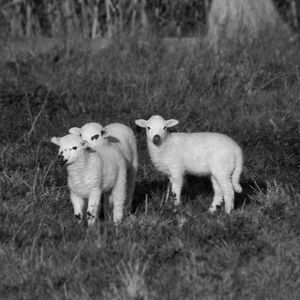 Portrait of sheep in farm