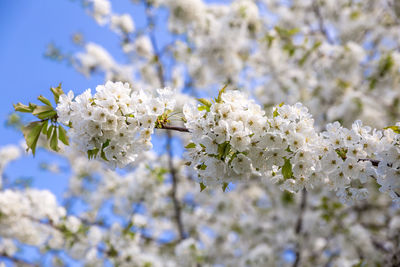 Close-up of white cherry blossoms in spring