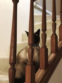 Cat sitting on wooden railing