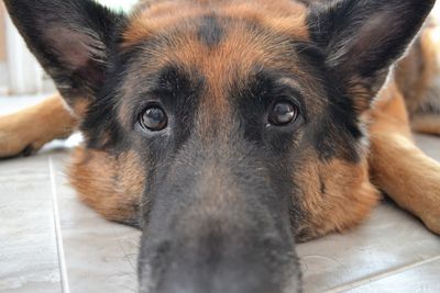 Close-up portrait of a dog