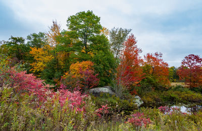 Flowering plants and trees in park during autumn