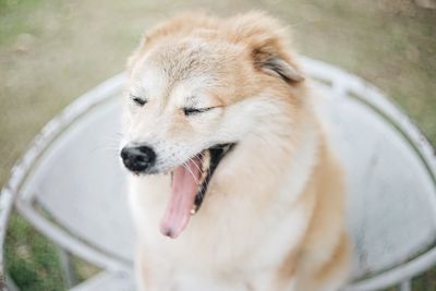 Close-up of a dog