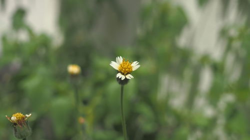 Close-up of yellow flowering plant on field