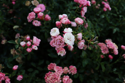 Close-up of white flowering plants