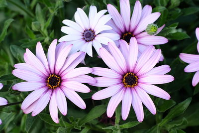 Close-up of pink flowers blooming outdoors