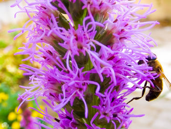 Close-up of insect on purple flowers