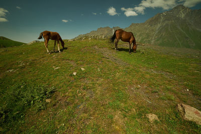 Horses on field