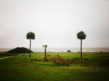 Palm trees on field against sky