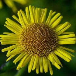 Close-up of yellow flower