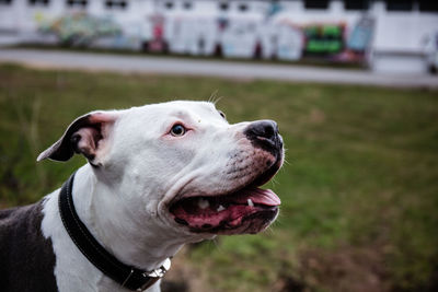 Close-up of dog looking away