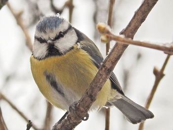 Close-up of bird perching on branch