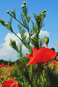 Low angle view of red flowers blooming against clear sky