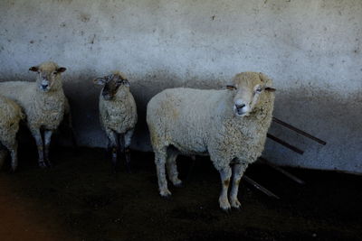 Portrait of sheep standing in animal