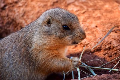 Close-up of squirrel